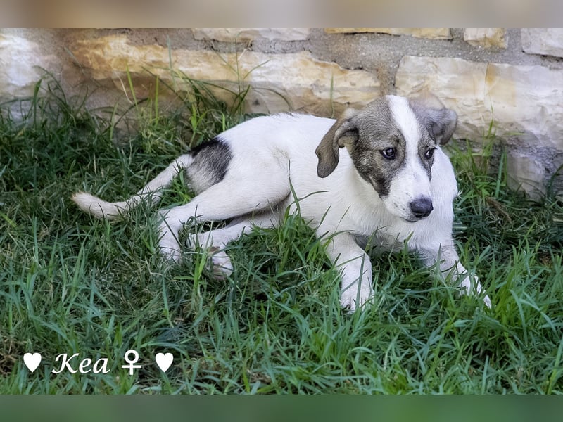 Kea  und Kay auf der Suche nach ihrer Familie