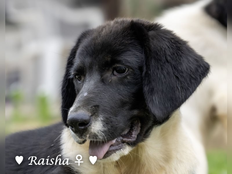 Ramon, Ralf, Randy, Ray und Raischa suchen ein Zuhause