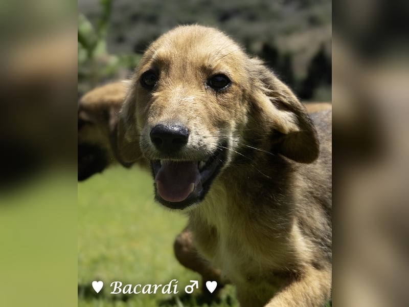 Bacardi, Biala, Babette und Bizou suchen ab August ihr Zuhause