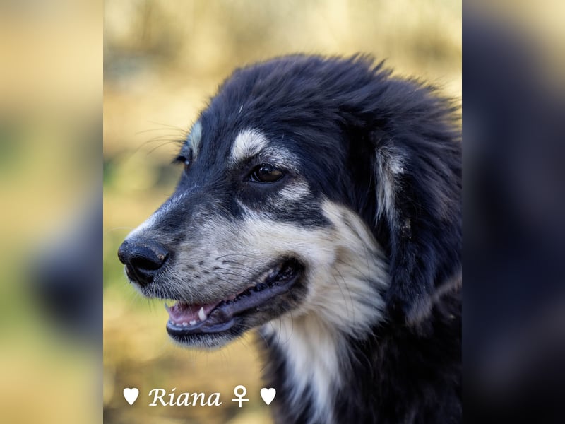 Welpe Randie und ihre Geschwister suchen ein Zuhause