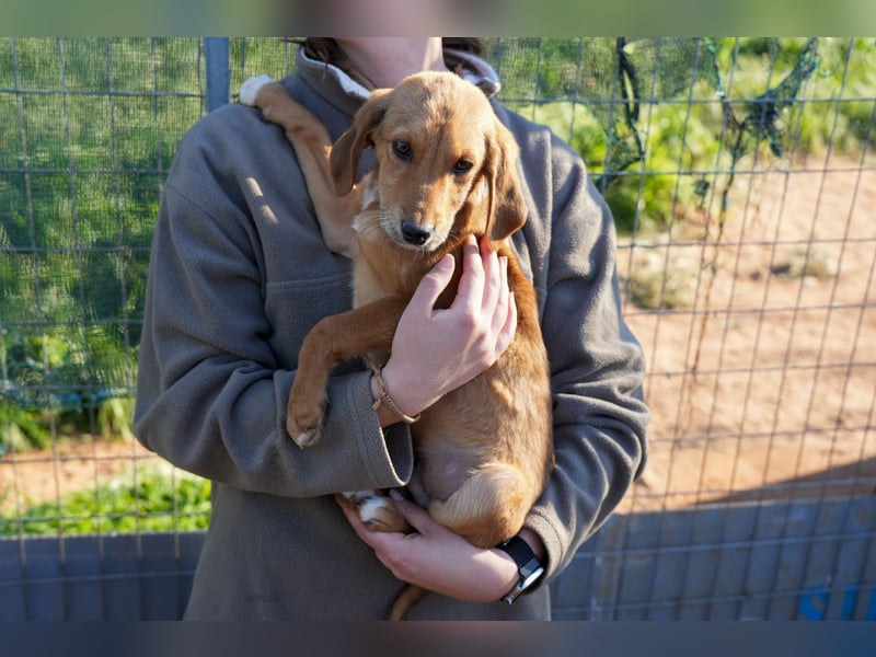 Elias, Evi, Elli und Eros suchen ab Ende März ein Zuhause