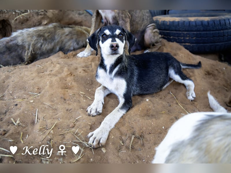 Kelly, Lucky und Brisco suchen ein Zuhause