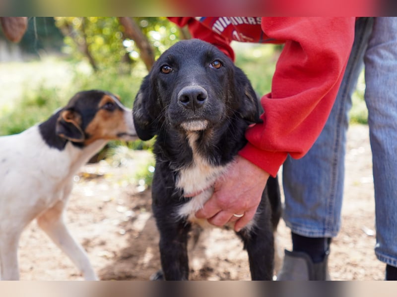 Darios, Dakis und Damon suchen ein Zuhause