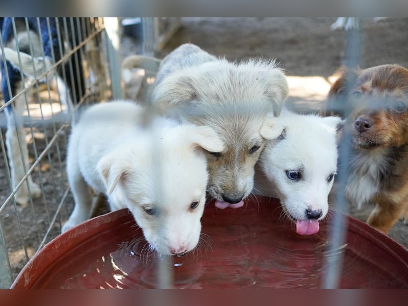 Unsere süßen Schneeflocken suchen ein Zuhause