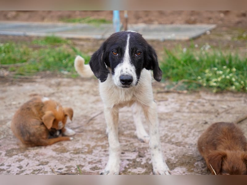 Darios, Dakis und Damon suchen ein Zuhause