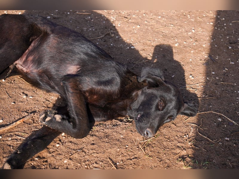 Doros, Dinos, Deri und Dex  suchen ein Zuhause