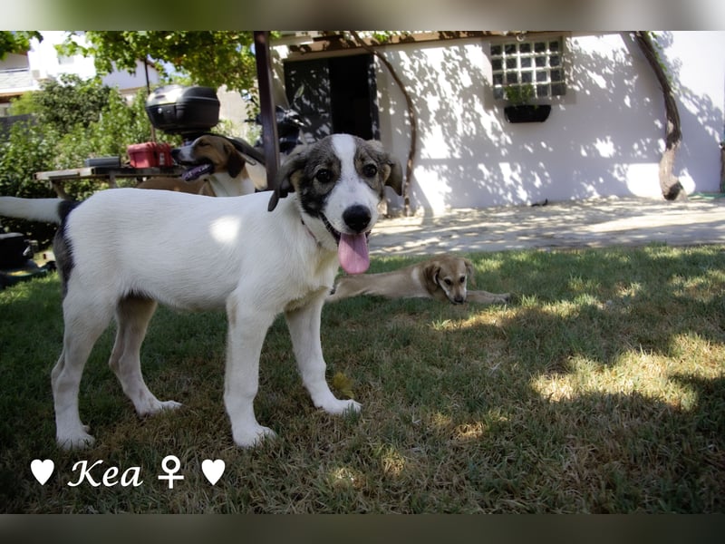 Kea  und Kay auf der Suche nach ihrer Familie