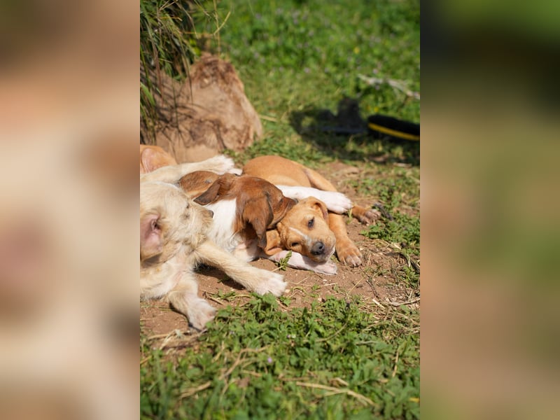 Gina, Giorgi, Gaia und Gino suchen ein Zuhause