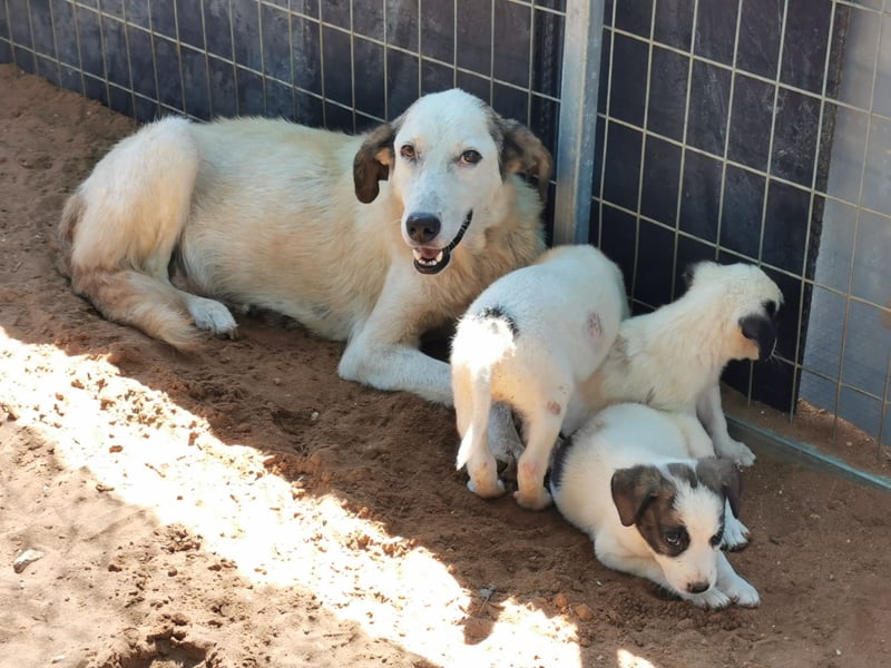 Update: Bibi  sucht ab Mitte November ein Zuhause