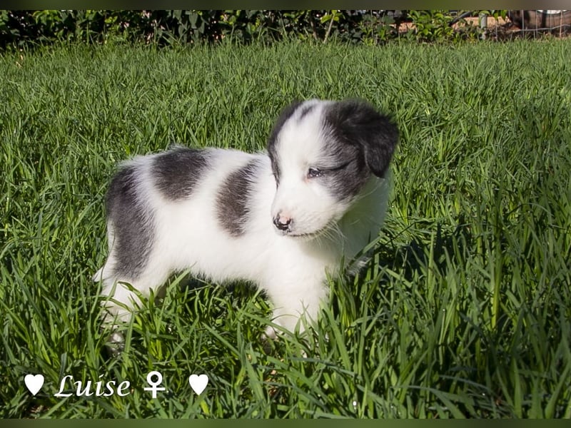 Luise, Luigi, Lucio und Peppito suchen ein Zuhause