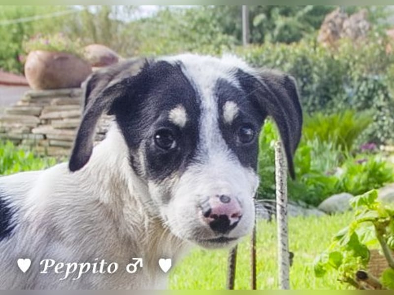 Update: Peppito  sucht ein Zuhause