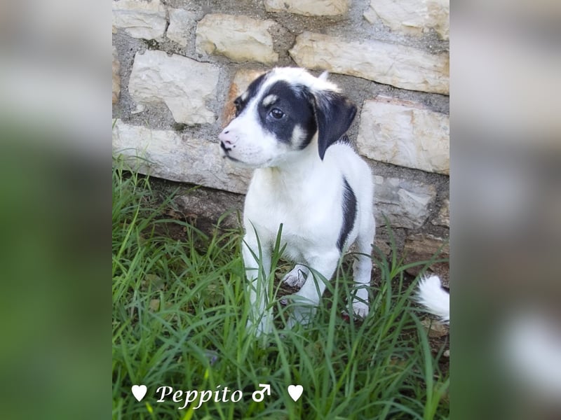 Peppito sucht ein Zuhause