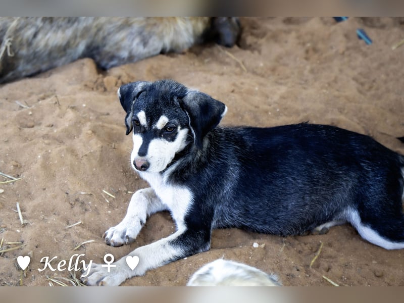 Kelly, Lucky und Brisco suchen ein Zuhause