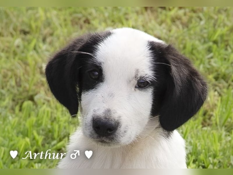 Arthur  und Argos  suchen ab Mitte November ein Zuhause