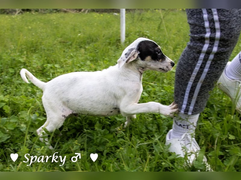 Sparky  sucht ein Zuhause