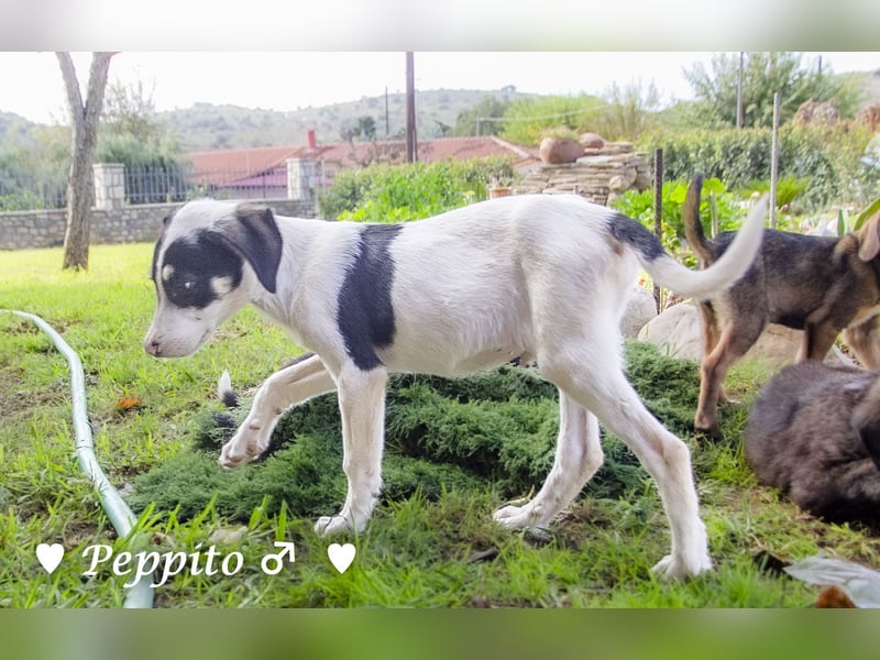 Update: Peppito  sucht ein Zuhause