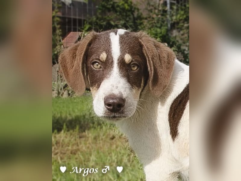 Arthur  und Argos  suchen ab Mitte November ein Zuhause