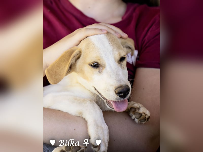 Update: Mischlingswelpen Bado, Bizou, Bilka  und Biala suchen ein Zuhause