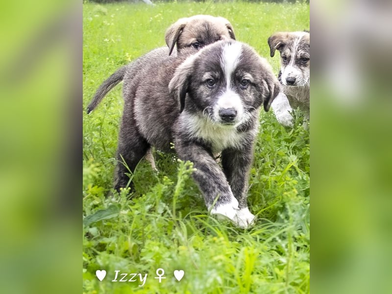 Ira, Iris und Izzy suchen ab Januar ein Zuhause