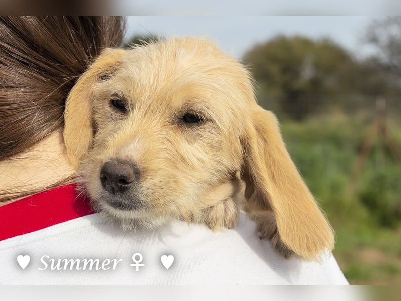 Willie, Wilma und Summer suchen ein Zuhause