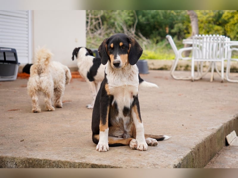 Doros, Dinos, Deri und Dex  suchen ein Zuhause