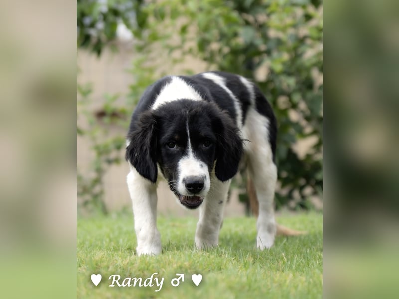 Ramon, Ralf, Randy, Ray und Raischa suchen ein Zuhause