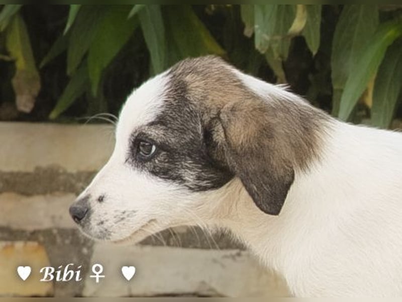 Update: Bibi  sucht ab Mitte November ein Zuhause