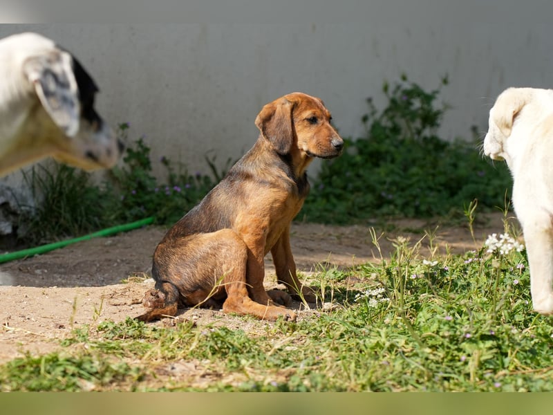 Gina, Giorgi, Gaia und Gino suchen ein Zuhause