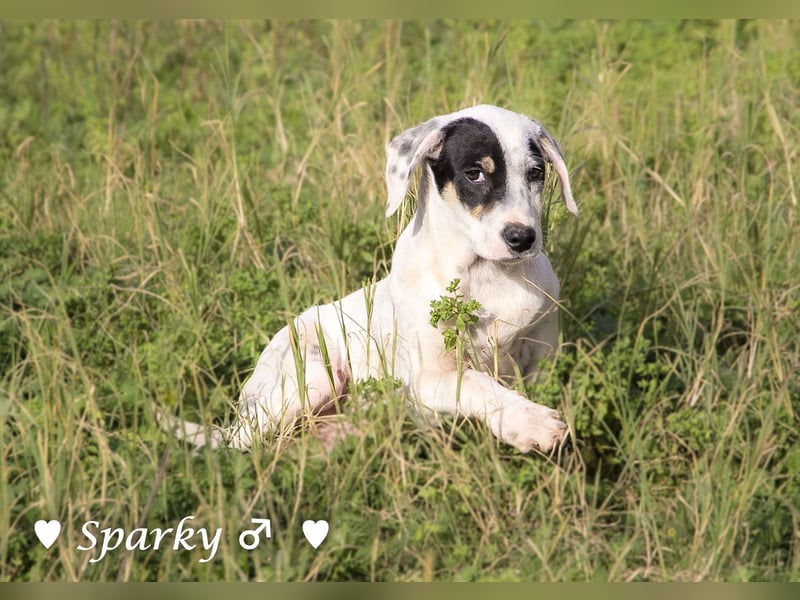 Sparky  sucht ein Zuhause