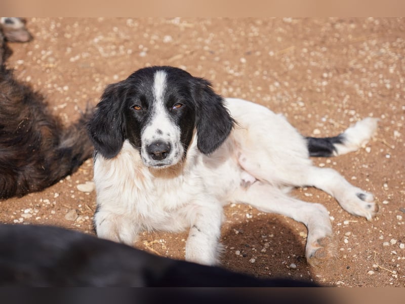 Darios, Dakis und Damon suchen ein Zuhause