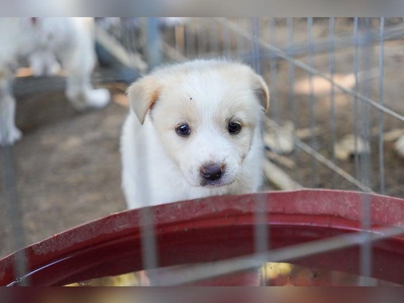 Unsere süßen Schneeflocken suchen ein Zuhause