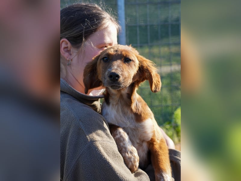 Elias, Evi, Elli und Eros suchen ab Ende März ein Zuhause