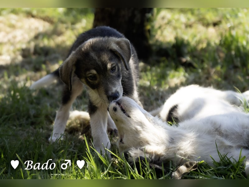 Baci, Bado und Bilka suchen ab 1.8. ein Zuhause