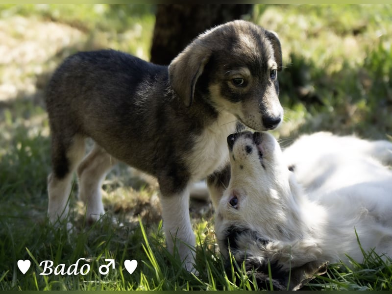 Baci, Bado und Bilka suchen ab 1.8. ein Zuhause