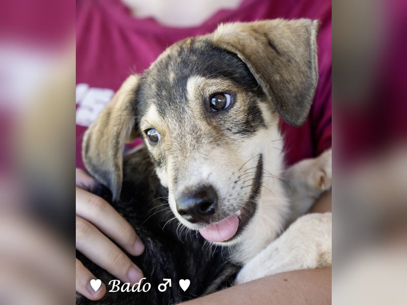 Update: Mischlingswelpen Bado, Bizou, Bilka  und Biala suchen ein Zuhause