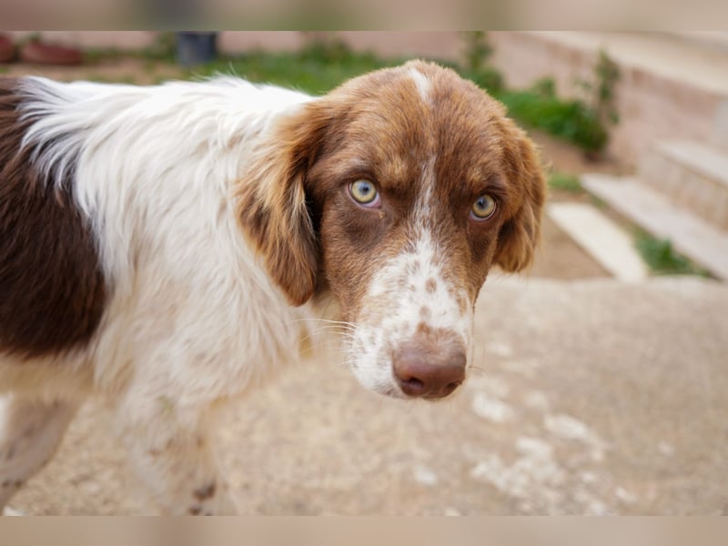 Darios sucht ein Zuhause