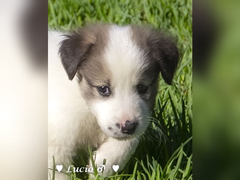 Luise, Luigi, Lucio und Peppito suchen ein Zuhause