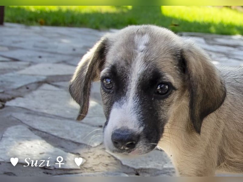 Suzi und Smila   suchen ein Zuhause