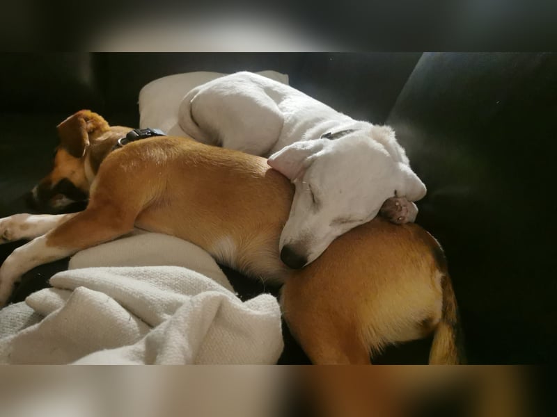 In der Südpfalz zu besuchen: Familienhündin Nellie sucht ihr Zuhause