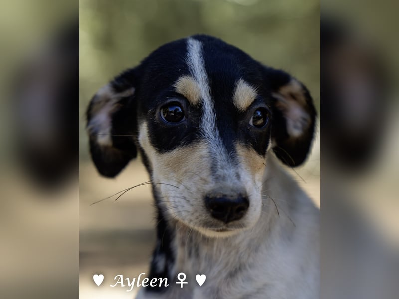 Axel und Ayleen suchen ein Zuhause