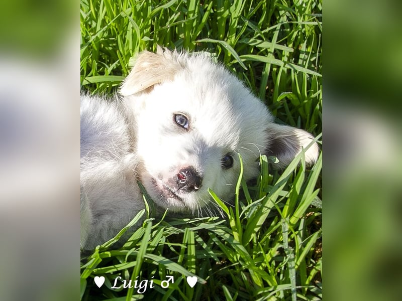 Luise, Luigi, Lucio und Peppito suchen ein Zuhause
