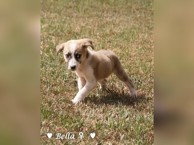 Barney, Bella, Bibi und Bina suchen ab Mitte November ein Zuhause