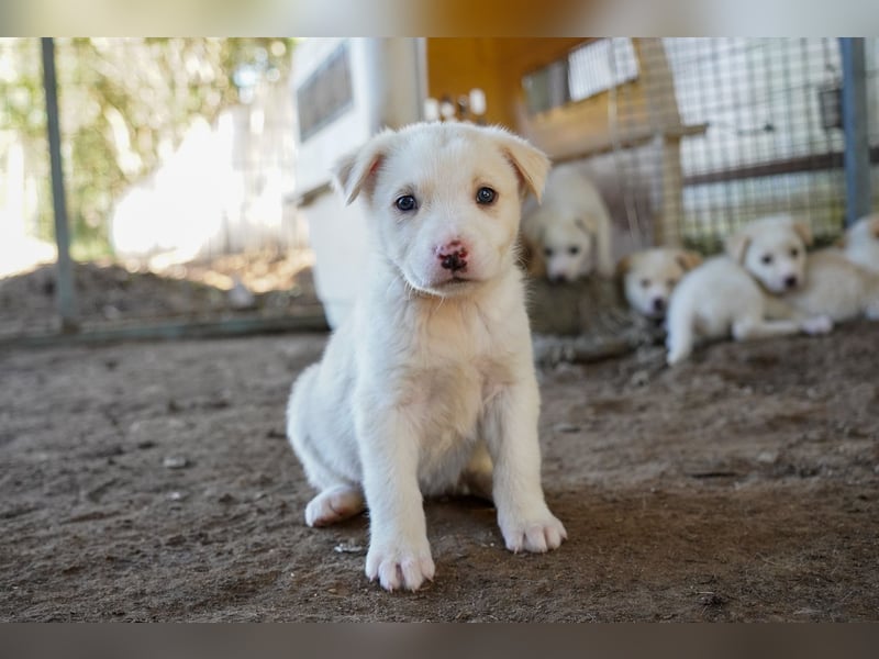 Unsere süßen Schneeflocken suchen ein Zuhause