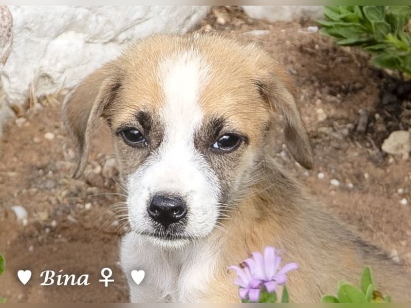 Barney, Bella, Bibi und Bina suchen ab Mitte November ein Zuhause