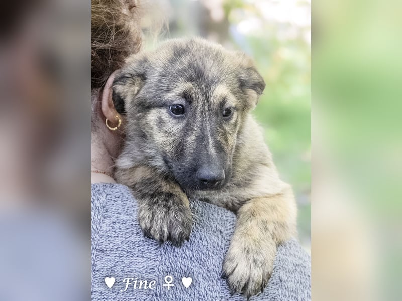 Felicita, Felix, Flori, Fanny, Frida und Fine suchen ab Ende Dezember ein Zuhause