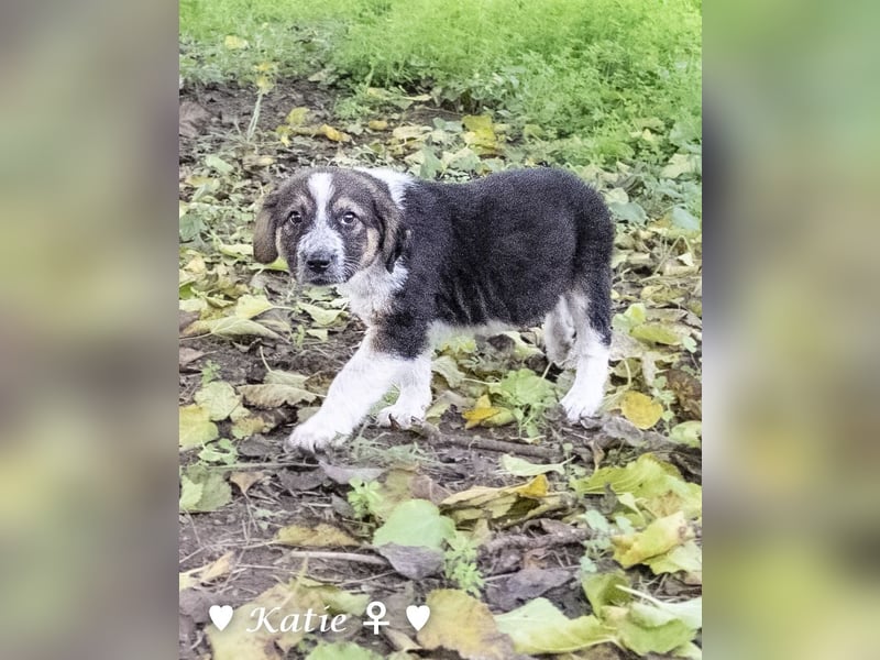 Katie, Kira und Kris suchen ein Zuhause