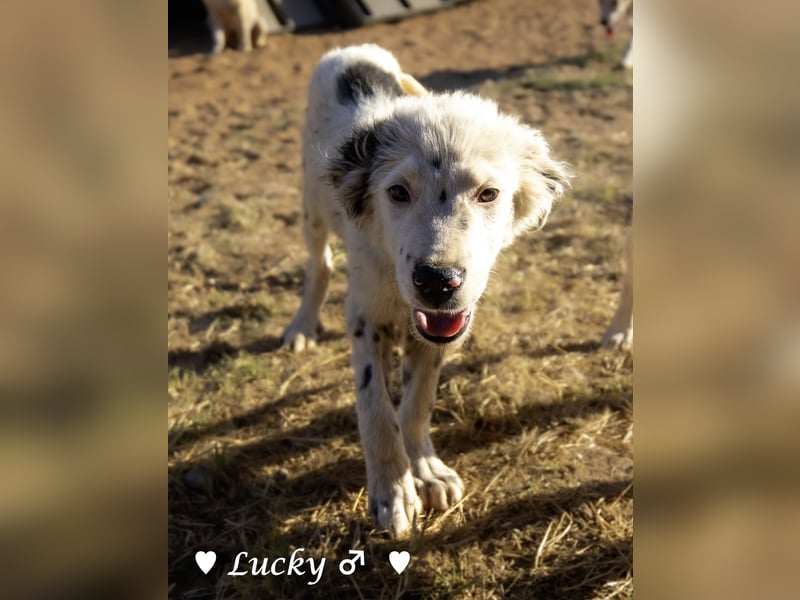 Kelly, Lucky und Brisco suchen ein Zuhause
