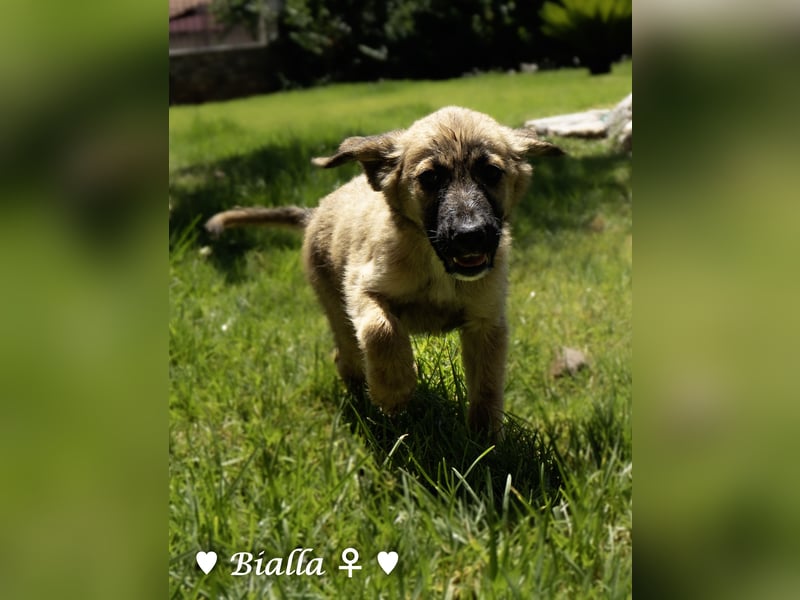 Update: Mischlingswelpen Bado, Bizou, Bilka  und Biala suchen ein Zuhause