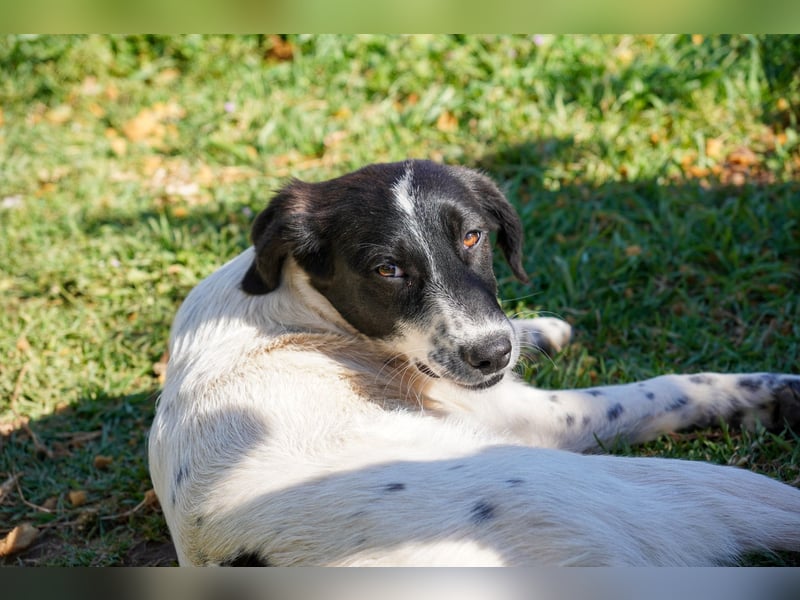 Dora, Darios, Dakis und Damon suchen ein Zuhause