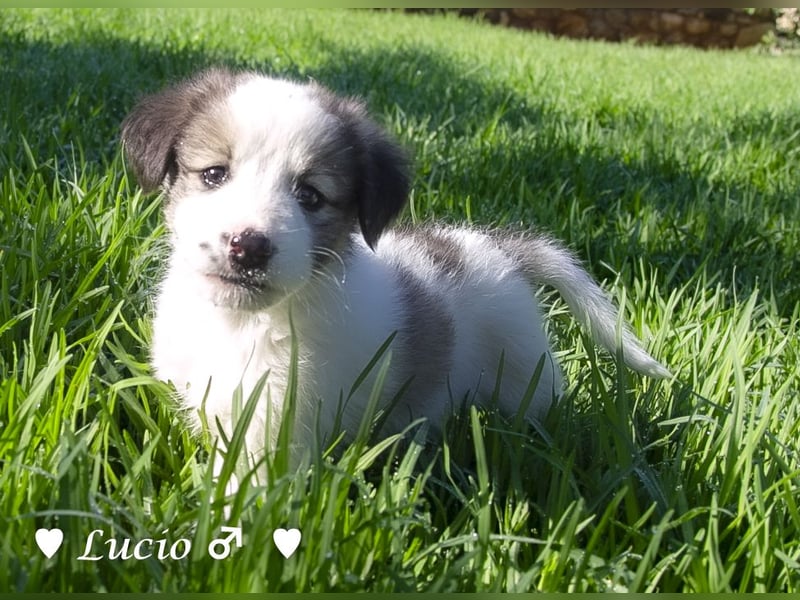 Luise, Luigi, Lucio und Peppito suchen ein Zuhause